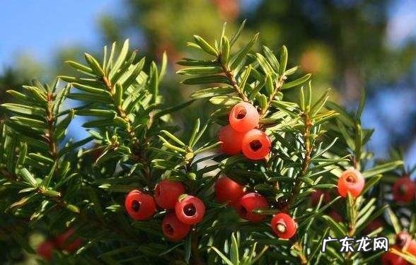 红豆杉盆景如何在室内成功养护？