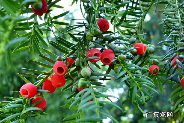 红豆杉盆景如何在室内成功养护?