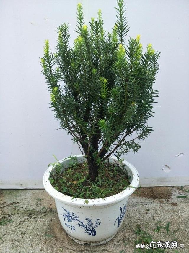 红豆杉盆景如何在室内成功养护？