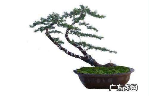 红豆杉盆景如何在室内成功养护？