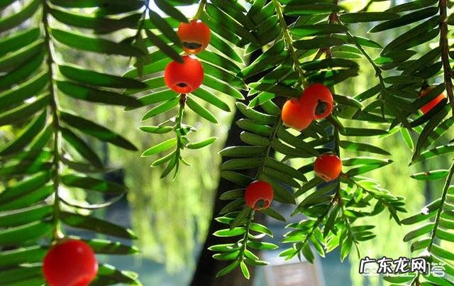 红豆杉盆景如何在室内成功养护?