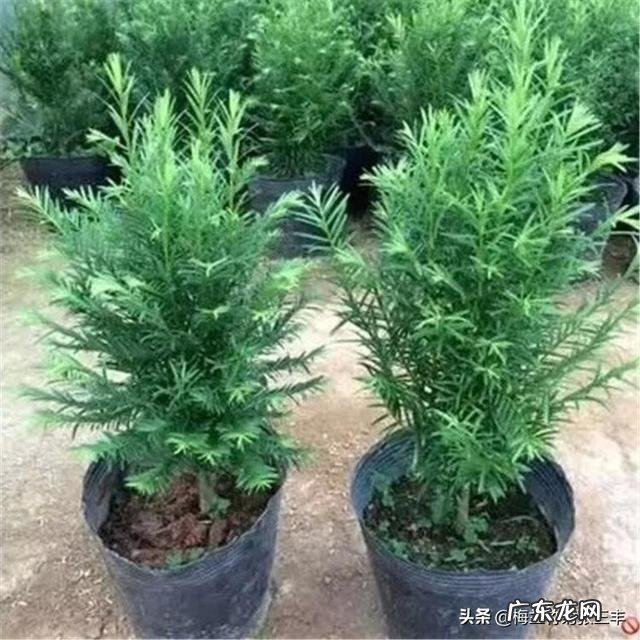 红豆杉盆景如何在室内成功养护？