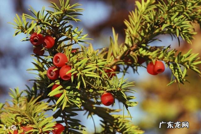 红豆杉盆景如何在室内成功养护？