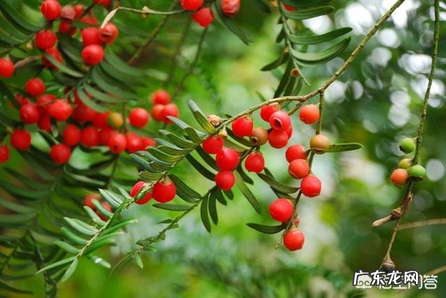 红豆杉盆景如何在室内成功养护?