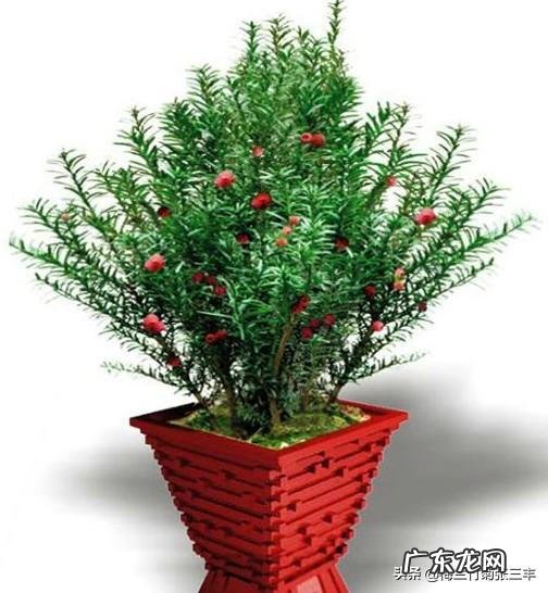 红豆杉盆景如何在室内成功养护？