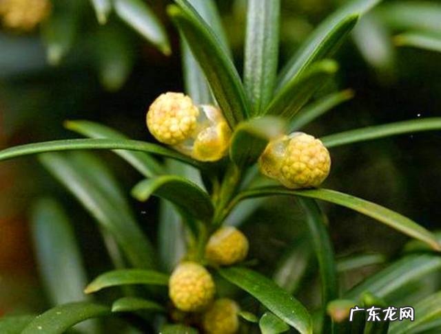 红豆杉盆景如何在室内成功养护？