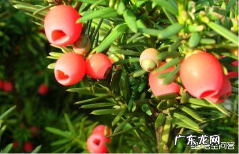 红豆杉盆景如何在室内成功养护？