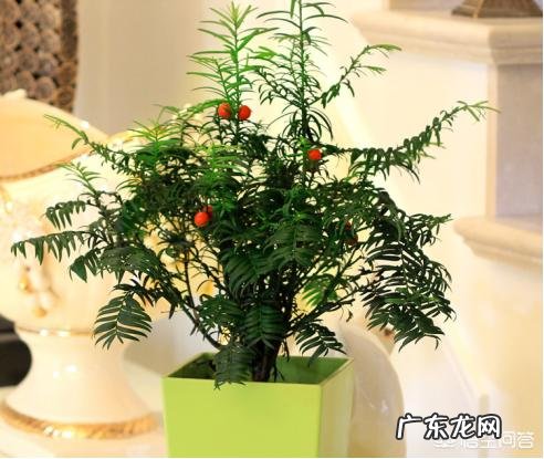 红豆杉盆景如何在室内成功养护？