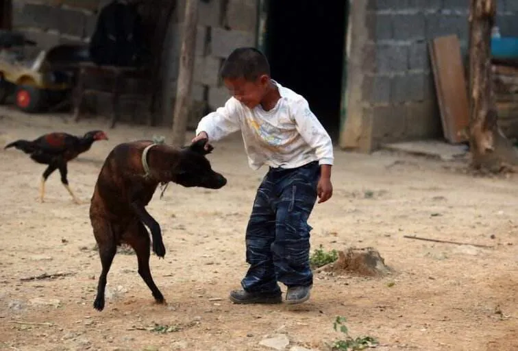 动物复仇有多可怕?动物复仇给我们怎样的启示?