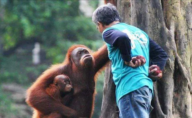 动物复仇有多可怕?动物复仇给我们怎样的启示?