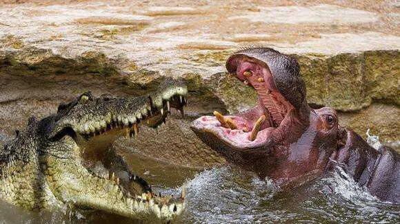 动物复仇有多可怕?动物复仇给我们怎样的启示?