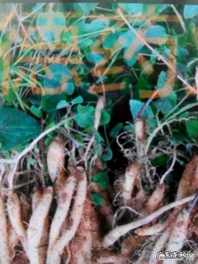 党参是越甜越好吗?有什么功效和作用?