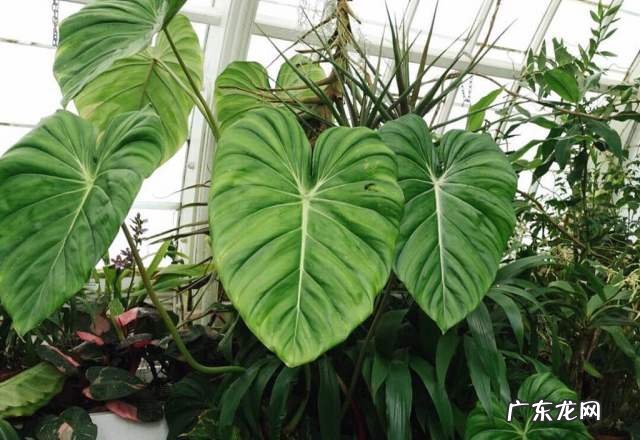 没有风水怎么办 风水好就是没风吗