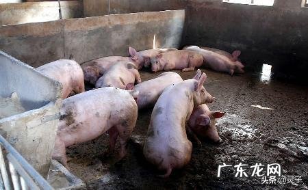 8月底有些地方的猪肉终于掉价了12一斤,你怎么看?