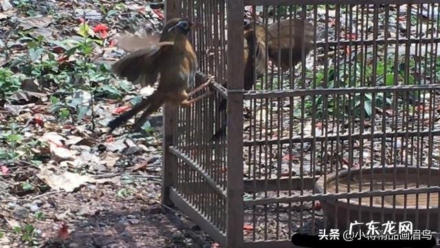 如何训练画眉鸟?