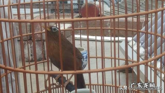 如何训练画眉鸟?