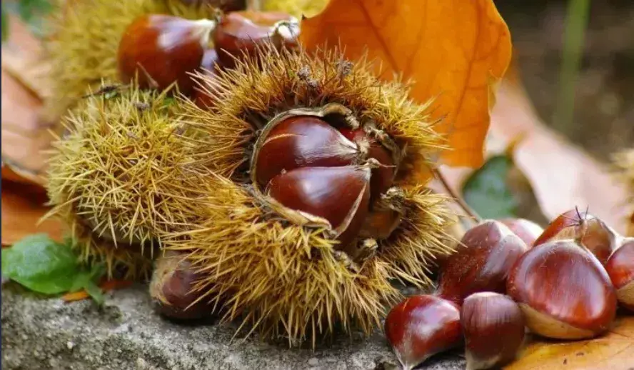 万圣节是几月几日 今年万圣节是什么时候啊