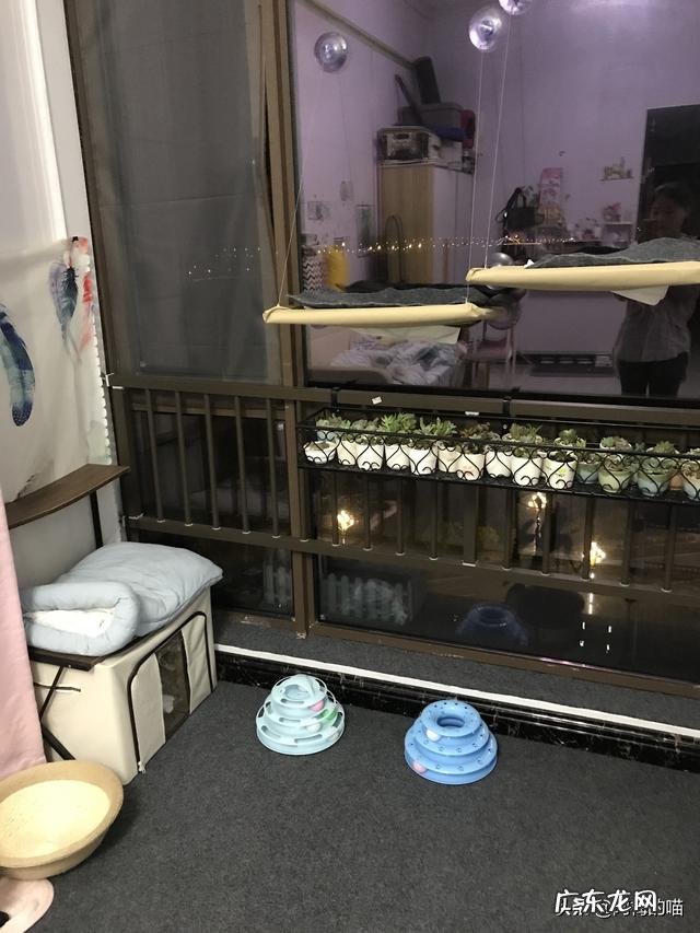 如何干净地养猫?