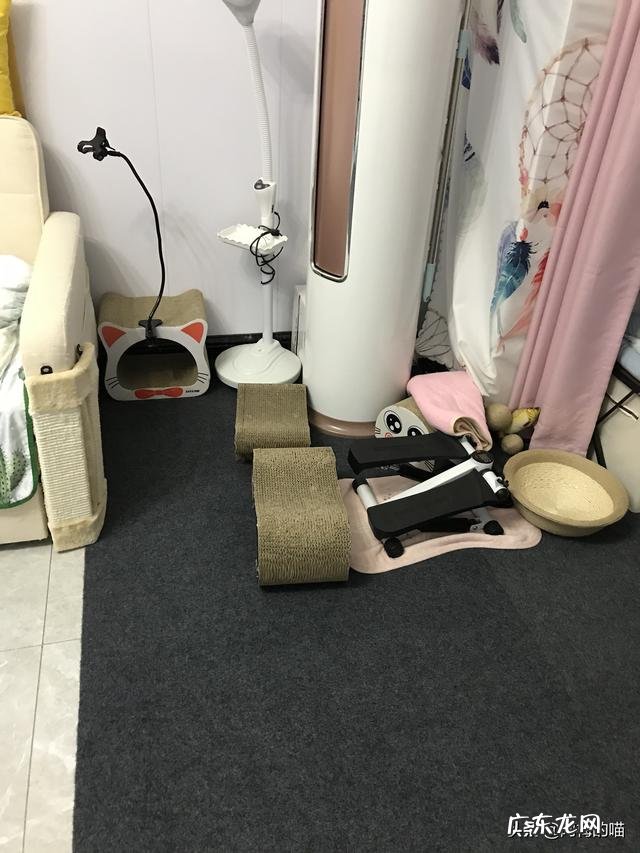 如何干净地养猫?