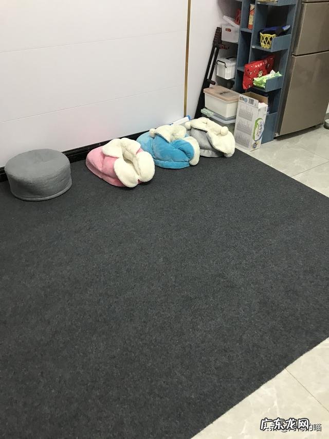 如何干净地养猫?