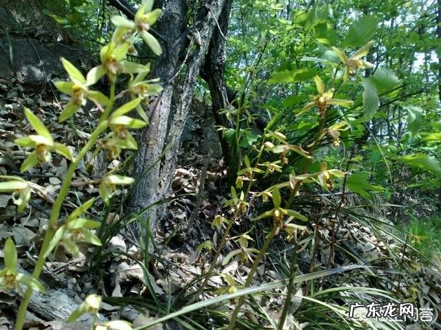 为什么山里挖的兰花移栽成活容易，但开花难？