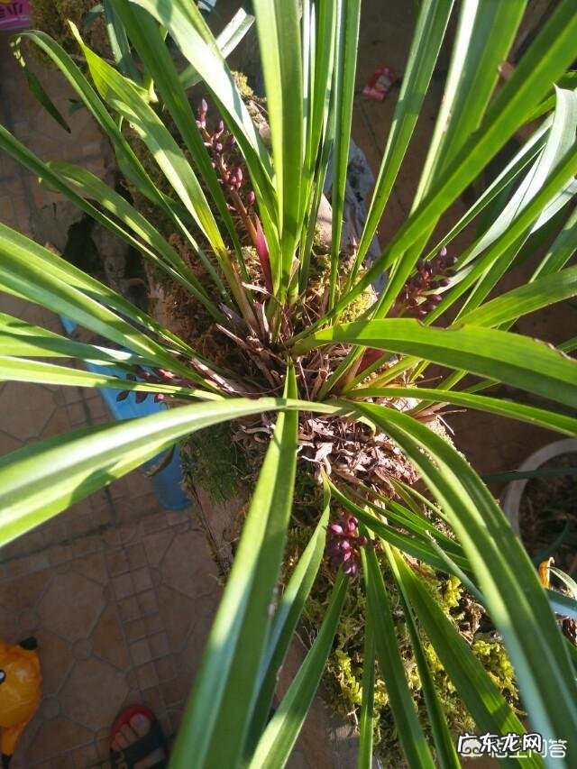 为什么山里挖的兰花移栽成活容易，但开花难？