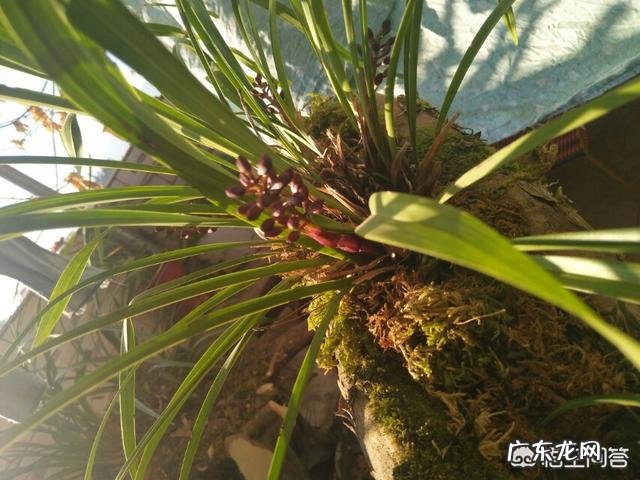 为什么山里挖的兰花移栽成活容易，但开花难？