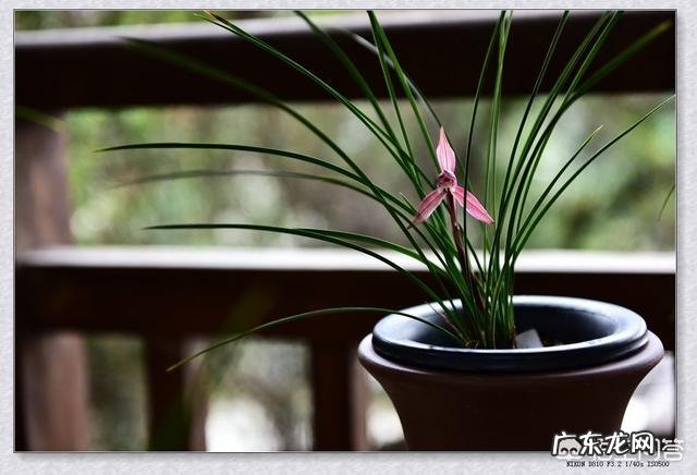 为什么山里挖的兰花移栽成活容易，但开花难？