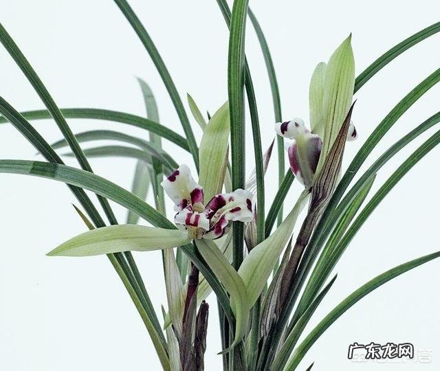 为什么山里挖的兰花移栽成活容易，但开花难？