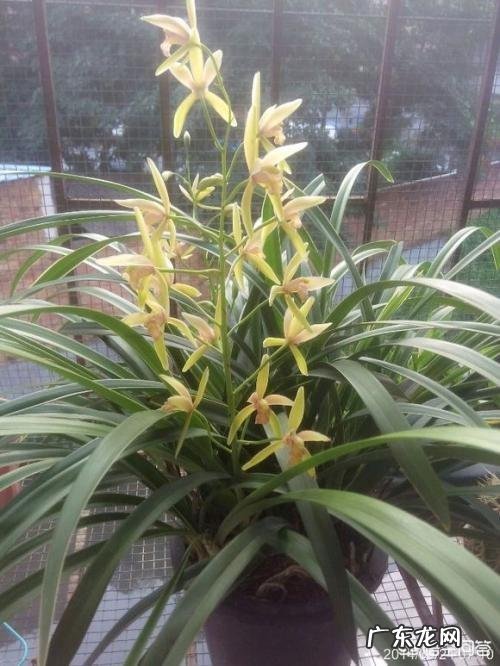 为什么山里挖的兰花移栽成活容易，但开花难？