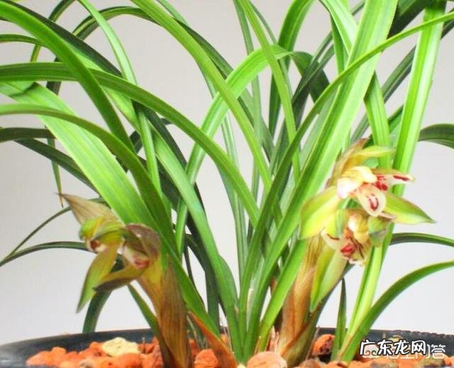 为什么山里挖的兰花移栽成活容易，但开花难？