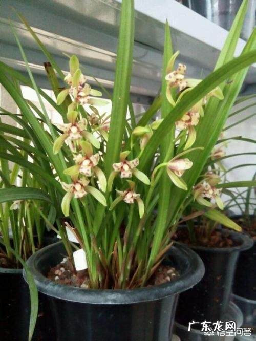 为什么山里挖的兰花移栽成活容易，但开花难？