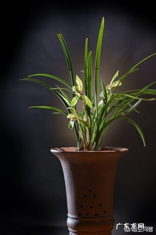 为什么山里挖的兰花移栽成活容易，但开花难？