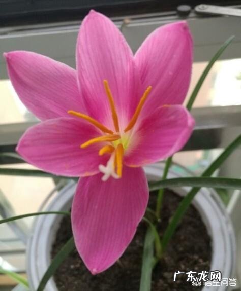 为什么山里挖的兰花移栽成活容易，但开花难？