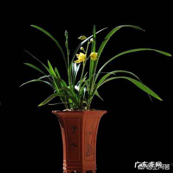 为什么山里挖的兰花移栽成活容易，但开花难？