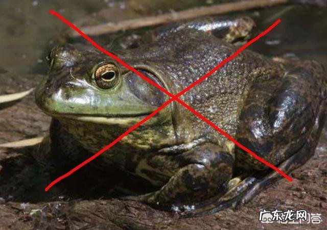 养殖牛蛙有“钱途”吗?