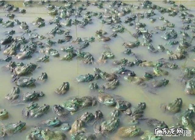 养殖牛蛙有“钱途”吗?