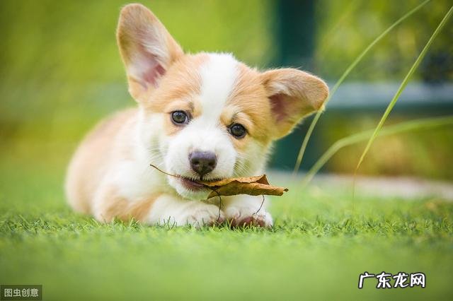 养狗新手,上班族住楼房,想养只柯基,好训练吗?会扰民吗?