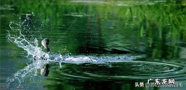 钓鲢鳙怎么找鱼层?