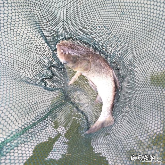 钓鲢鳙怎么找鱼层?