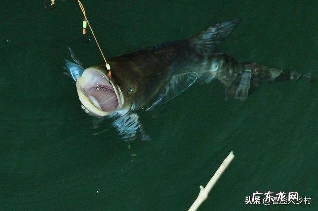 钓鲢鳙怎么找鱼层?