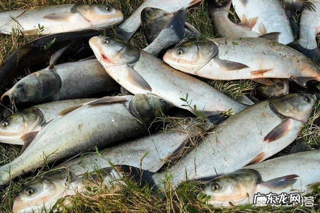 钓鲢鳙怎么找鱼层?