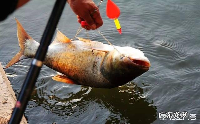 钓鲢鳙怎么找鱼层?