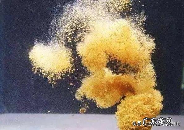 钓鲢鳙怎么找鱼层?