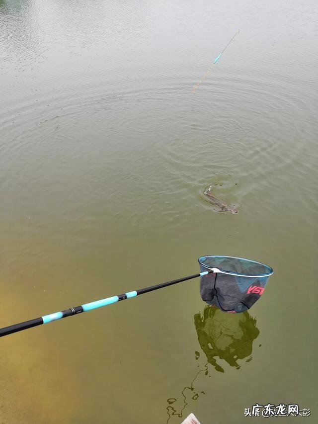 钓鲢鳙怎么找鱼层?