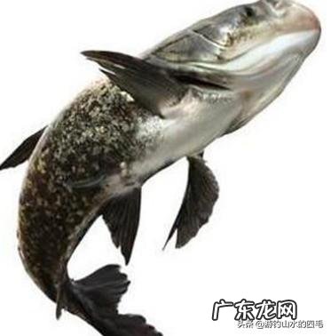 钓鲢鳙怎么找鱼层?