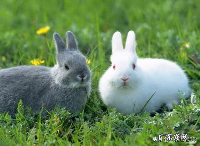 我闺女前两天买了一个小兔子,就是平常的那种小家兔,怎么喂养好呢?