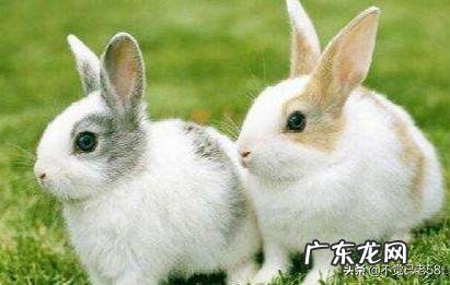 我闺女前两天买了一个小兔子,就是平常的那种小家兔,怎么喂养好呢?