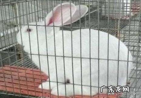 我闺女前两天买了一个小兔子,就是平常的那种小家兔,怎么喂养好呢?