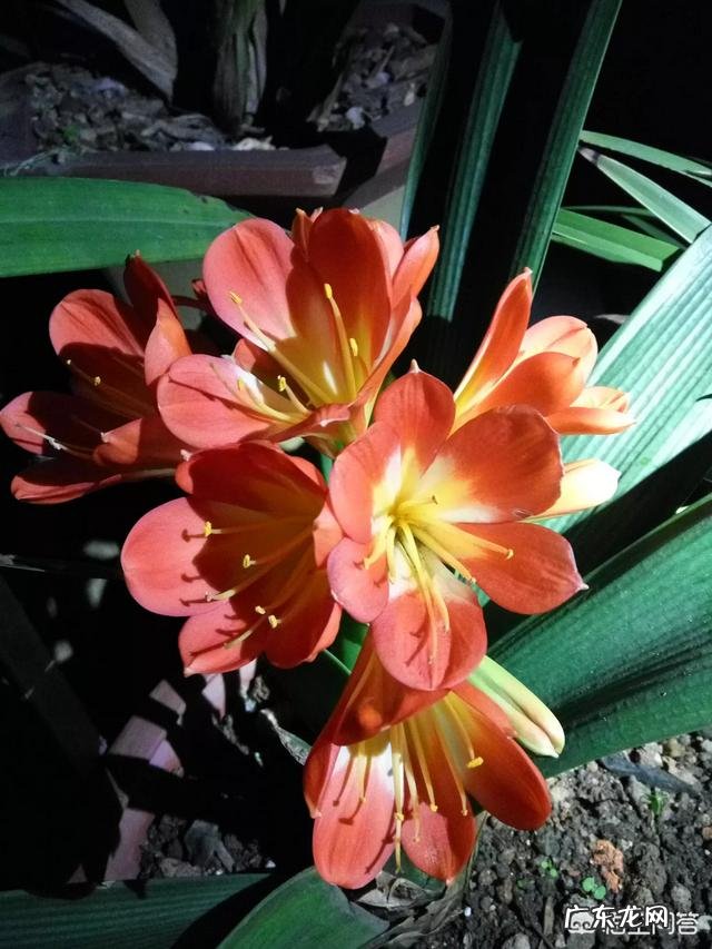 南宁男子广场向女友求婚被拒,怎么看公共场所求婚这种行为?